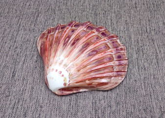 Lions Paw Scallop Seashell Purple Polished Pecten Subnodosus (1 shell approx. 5+ inches) Reddish White Scallop Shell for crafting & decor!