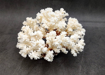 Brownstem White Cauliflower Coral Cluster (1 coral approx. 5.5L x 4H x 5D inches) Brown White Coral for coastal home display & decor!