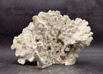 Light Green Fire Coral Cluster (1 coral 10L x 6.5H x 7D inches) Mint Green Medium Fire Coral for any coastal reef display or collection! Copyright 2025 SeaShellSupply.com.