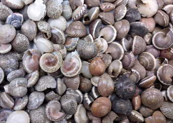 Natural Umbonium Seashells (approx. 210-230 shells .125-.375 inches). Multiple sand toned shells with different shapes and designs in a pile. Copyright 2025 SeaShellSupply.com.