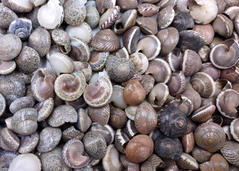 Natural Umbonium Seashells (approx. 210-230 shells .125-.375 inches). Multiple sand toned shells with different shapes and designs in a pile. Copyright 2025 SeaShellSupply.com.