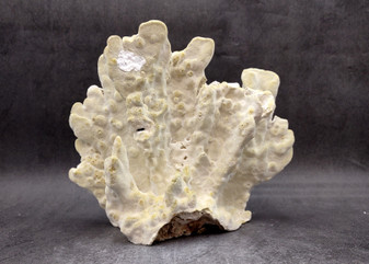 Light Green Fire Coral Cluster (1 coral 9L x 7H x 4D inches) Mint Green Medium Fire Coral for any coastal reef display or collection! Copyright 2025 SeaShellSupply.com.