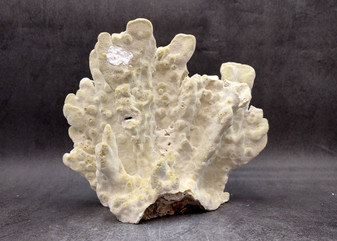 Light Green Fire Coral Cluster (1 coral 9L x 7H x 4D inches) Mint Green Medium Fire Coral for any coastal reef display or collection! Copyright 2025 SeaShellSupply.com.