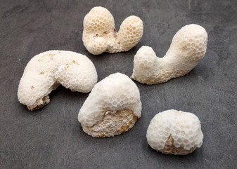 White Brain Coral Farm Grown (5 pieces approx. 1-3+ inches) B GRADE White Brain Coral sustainably grown earth friendly for crafts & display!