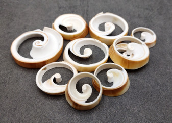 Ring Cut Tibia Conch Seashells White Brown Sliced Tibia Curta (10 pieces approx. 0.75+ inch) Tan Ring Cut Tibia Shells for arts & crafts! Copyright 2025 SeaShellSupply.com.