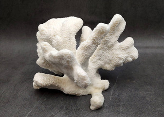 White Catspaw Coral Cluster Pocillopora Palifera (1 coral approx. 8.5L x 6.5H x 8D inches) Large Catspaw Coral piece for art & display!