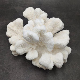 White Catspaw Coral Cluster Pocillopora Palifera (1 coral approx. 9L x 4H x 8.75D inches) Large Catspaw Coral piece for art & display!