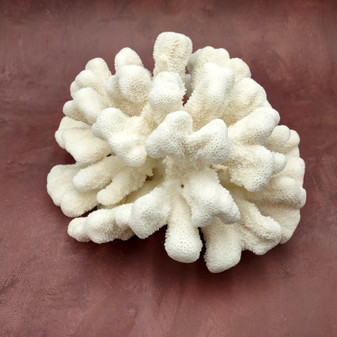 White Catspaw Coral Cluster Pocillopora Palifera (1 coral approx. 11L x 5H x 10D inches) Large Catspaw Coral piece for art & display!