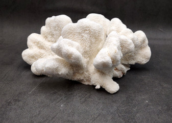 White Catspaw Coral Cluster Pocillopora Palifera (1 coral approx. 8.5L x 5H x 10.5D inches) White Coral for art display & collecting!