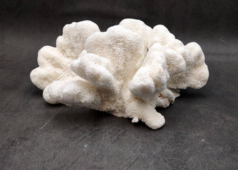 White Catspaw Coral Cluster Pocillopora Palifera (1 coral approx. 8.5L x 5H x 10.5D inches) White Coral for art display & collecting!
