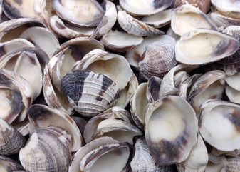 Ridged Venus Clam Seashell Dappled Lioconcha Fastigiata (approx. HALF pound +/-75 shells 0.75+ inches) Streaky Clam Shells for arts & crafts