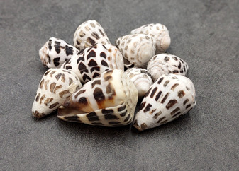 Hebrew Cone Spotted Seashell Mix Conus Ebraeus (10 shells approx. 0.75-1.50+ inches) B GRADE MIX Hebrew Cone shells for crafting & decor!