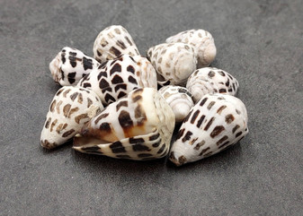 Hebrew Cone Spotted Seashell Mix Conus Ebraeus (10 shells approx. 0.75-1.50+ inches) B GRADE MIX Hebrew Cone shells for crafting & decor!