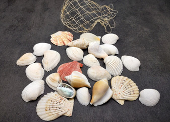 Netted Mixed Shell Assortment. Set of multiple different colored and sized shells in a cute little bag. Copyright 2025 SeaShellSupply.com.
