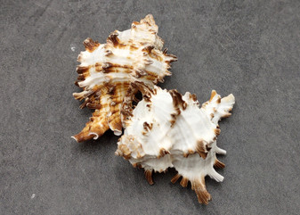 Endive Murex Seashells White Brown Murex Endivia (2 shells approx. 2+ inches) Striped Murex Shells for coastal crafting décor & collections!