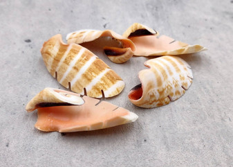 Strombus Leafy Lily Cut Seashell Strombus Luhuanus (5 shells approx. 1.25+ inches) Tan White Strombus Lily cut shells for crafts & display!
