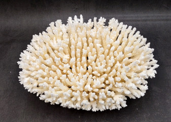 White Table Coral Large Cluster Acropora Latistella (1 coral approx. 11.5L x 6H x 9.5D inches) White Table Coral for display & collecting!