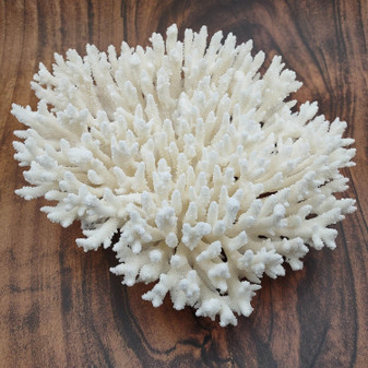 Large White Table Coral Large Cluster (1 coral approx. 11L x 4H x 10D inches) White Acropora Latistella Table Coral for display & décor!