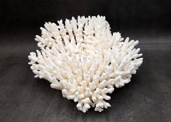 White Table Coral Large Cluster Acropora Latistella (1 coral approx. 12L x 5.5H x 11D inches) White Table Coral for display & collecting!