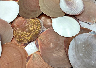 Sun and Moon Scallop Seashells Brown Purple White Mix Amusium Pleuronectes (Approx. HALF pound +/-30 shells) Scallop mix for arts & crafts!