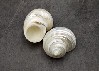 Pearlized Silver Mouth Turbo Seashells Turbo Argyrostoma (2 shells approx. 2.5+ inches) Turbo shells for hermit crab homes crafts & decor!
