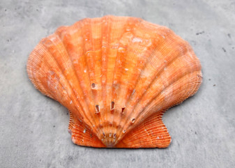 Orange Lion's Paw Scallop Pecten Subnodosus (1 shell approx. 6-7+ inches) B GRADE Orange Lions Paw Shells for beachy crafts arts & display!