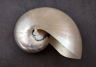 Pearl Nautilus Seashell - Nautilus Pompilius (1 shell approx. 5-6 inches). One  shell with a shimmer and light bumps. Copyright 2024 Seashellsupply.com