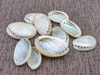 Pearlized Abalone Seashell (10 shells approx. 1-1.5 inches). multiple sand colored shells in pile. Copyright 2025 SeaShellSupply.com.