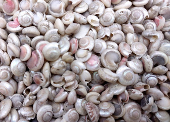 Pearlized Umbonium Seashells (appx. 220-230 pcs.) Button Top Shells. Multiple earthly colored spiral shells in a pile. Copyright 2025 SeaShellSupply.com.