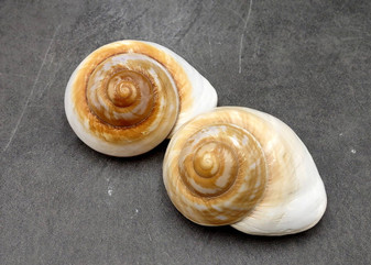Giant Polished Land Snail Shells Rysotha Ovum (2 shells approx. 3+ inches) Brown White Land Snail Shells for collecting or coastal decor!
