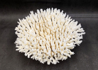 White Table Coral Large Cluster Acropora Latistella (1 coral approx. 11.5L x 5.5H x 10D inches) Table Coral for display & collecting!