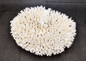 White Table Coral Large Cluster Acropora Latistella (1 coral approx. 12.5L x 3.5H x 10D inches) Table Coral for display & collecting!