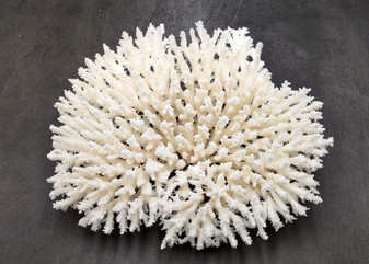 White Table Coral Large Cluster Acropora Latistella (1 coral approx. 12.5L x 4H x 10D inches) Table Coral for display & collecting!