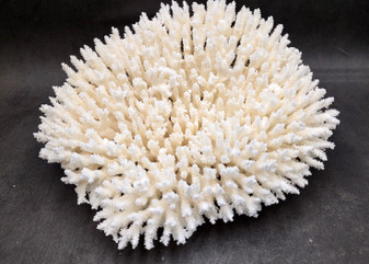 White Table Coral Large Cluster Acropora Latistella (1 coral approx. 13L x 6H x 11D inches) Table Coral for display & collecting!