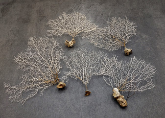 White Sea Fan Corals Gorgonia Ventalina (set of 5 fans approx. 4-6+ inches) White Coral Sea Fans for art projects crafts & collecting! Copyright 2025 SeaShellSupply.com.