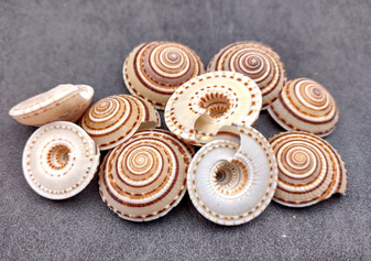 Perspective Sundial Seashells/Large - Architectonica Perspectiva. 10 brown and white spiral shells. Copyright 2024 SeaShellSupply.com.
