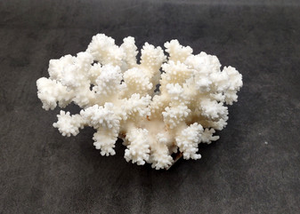 Brownstem White Coral Cluster Pocillopora Verrucosa (1 coral approx. 7L x 5.5H x 4.5D inches) Coral for collections & display!