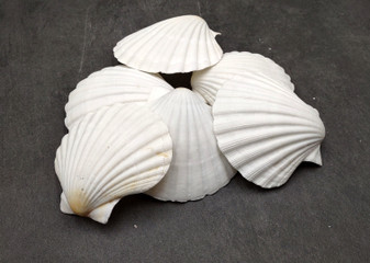 Deep White Scallop Seashells Placopecten Magellanicus (6 shells approx. 0.5 deep 4+ inches) White Scallop Pecten shells for baking & crafts!