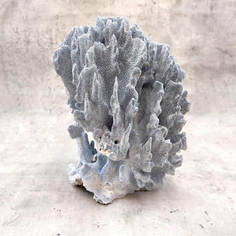Blue Ridge Coral Cluster Centerpiece Heliopora Coerulea (1 coral 7.5H x 5D x 6L inches) Blue Coral Cluster for coastal home decor & display!