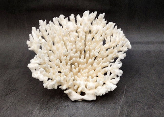 White Table Coral Cluster Large Centerpiece (1 coral 6L x 5.5H x 7.5D inches) Large White Table Coral for coastal home display & decor!