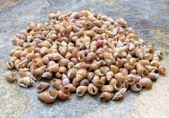 Philippine Melissas (approx. 185-200 shells). Multiple brown and tan swirled shells in a pile. Copyright 2022 SeaShellSupply.com.
