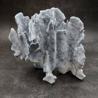 Blue Ridge Coral Cluster Heliopora Coerulea (1 coral 9L x 6.5D x 8H inches) Great Blue Coral Cluster for coastal home decor or display! Copyright 2026 SeaShellSupply.com.