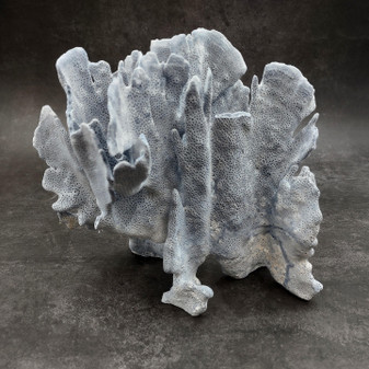 Blue Ridge Coral Cluster Heliopora Coerulea (1 coral 9L x 6.5D x 8H inches) Great Blue Coral Cluster for coastal home decor or display!