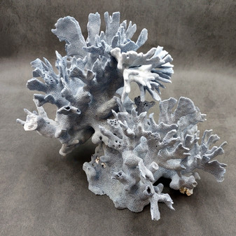 Large Blue Ridge Coral Cluster Heliopora Coerulea Great Blue coral cluster mounted on base for decor or display! Copyright 2026 SeaShellSupply.com