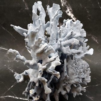 Blue Ridge Coral Cluster Heliopora Coerulea Great Blue coral cluster for coastal home decor or display! Copyright 2026 SeaShellSupply.com.