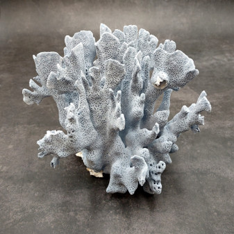 Blue Ridge Coral Cluster Heliopora Coerulea (1 coral 7.5L x 6D x 6H inches) Great Blue Coral Cluster for coastal home decor or display! 06 Copyright 2026 SeaShellSupply.com.