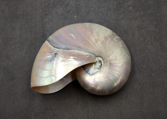 Pearlized Nautilus Seashell Polished Nautilus Pompilius (1 shell approx. 7.5+ inches) Pearlized Nautilus Shell for coastal decor & display!