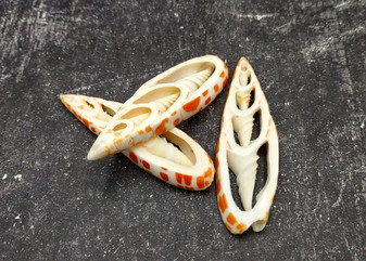 Image of Center Cut Mitra Seashells Mitra (3 shells approx. 2+ inches)  Natural shells great for crafting display and collecting