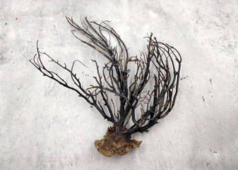 Black Sea Fan Coral Rough Dried Iciligorgia Schrammi (1 fan approx. 6+ inches) Real Rugged Black sea fan branches for arts crafts & decor!