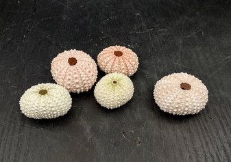 Pink Sea Urchins - Echinometra Mathaei - (5 urchins approx. 1-2 inches). 5 sea urchins colored like a pastel. Copyright 2024 SeaShellSupply.com.